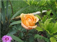 8b426d96-Picture 801.jpg